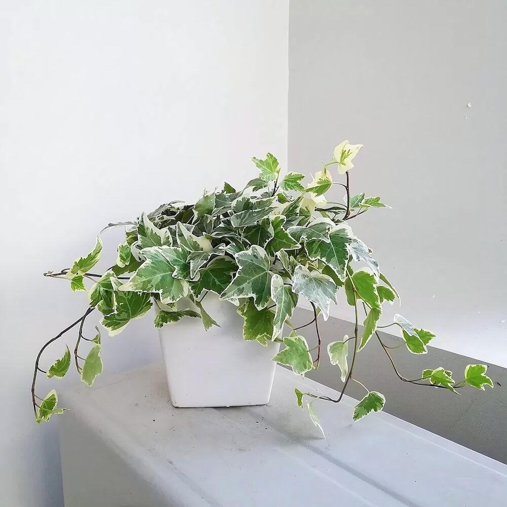 cây trồng trong phòng ngủ