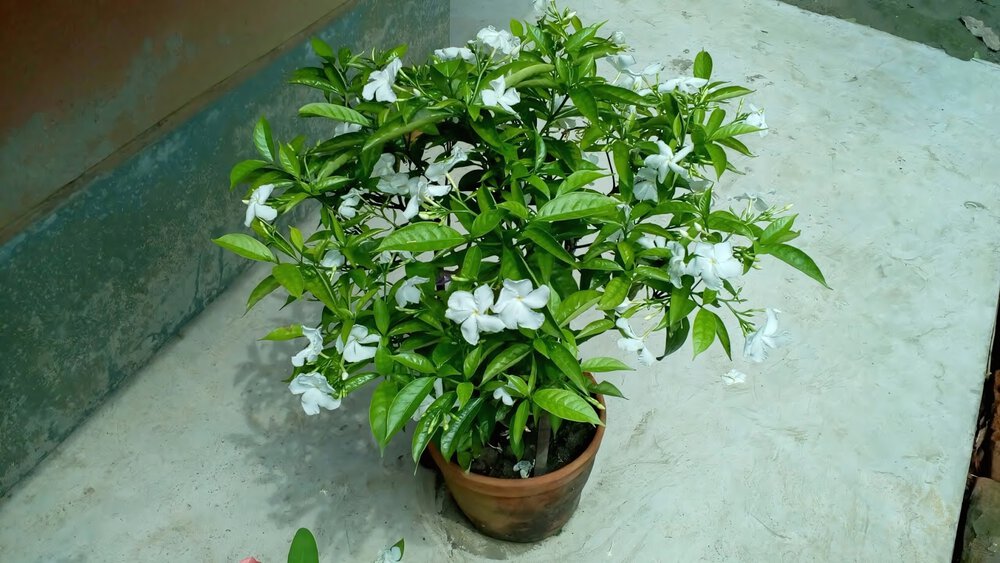 cây trồng trong phòng ngủ