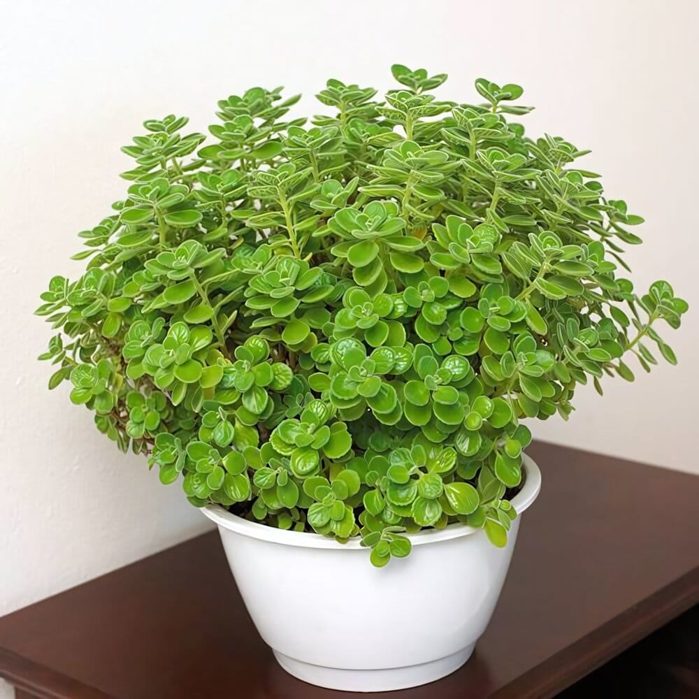 cây trồng trong phòng ngủ