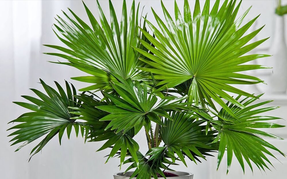 cây trồng trong phòng ngủ