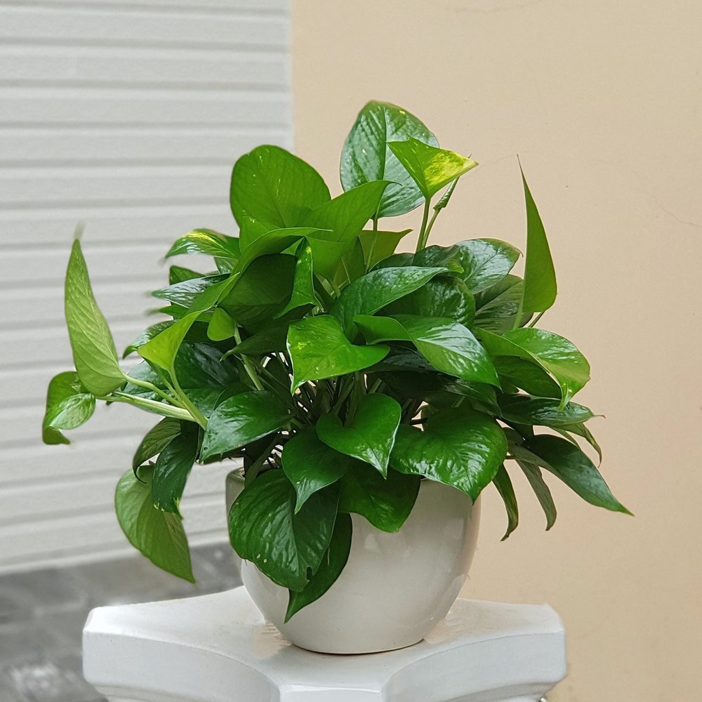 cây trồng trong phòng ngủ