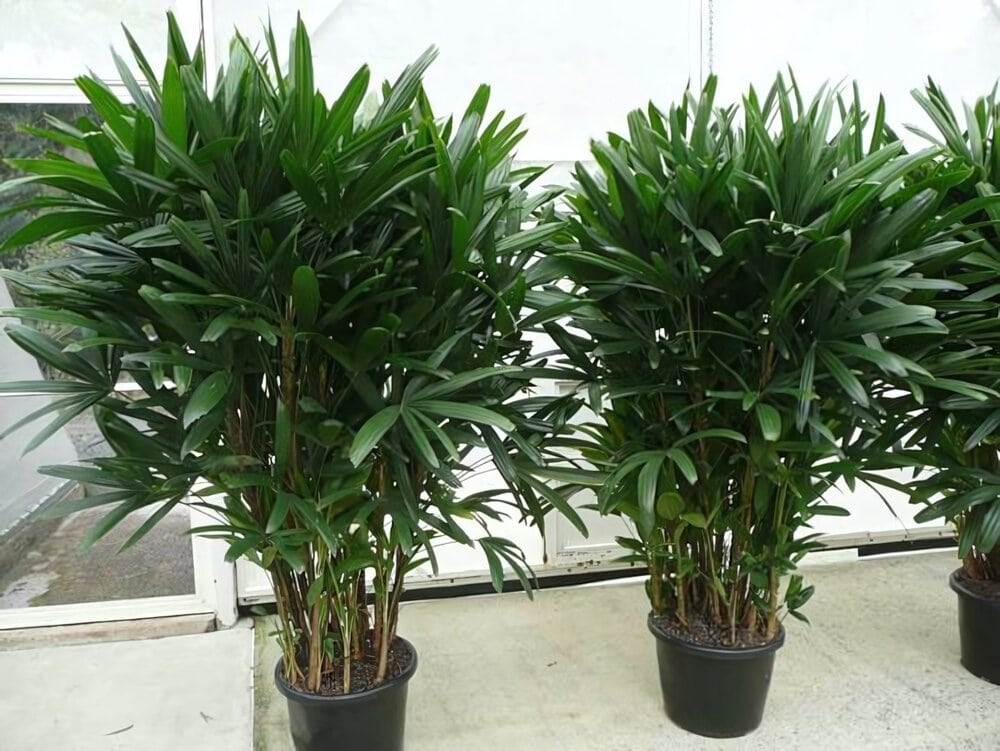 cây trồng trong phòng ngủ